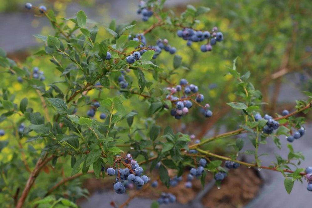 ORDU’DAKİ MAVİ YEMİŞ ALANLARI BÜYÜYOR. ORDU BÜYÜKŞEHİR BELEDİYE BAŞKANI DR. MEHMET HİLMİ GÜLER'İN TARIMSAL EKONOMİK GELİR KAYNAKLARININ ÇEŞİTLENDİRİLMESİ AMACIYLA BAŞLATTIĞI ÇALIŞMALAR MEYVELERİNİ VERMEYE BAŞLADI