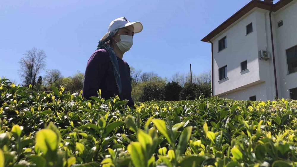 DOĞU KARADENİZ BÖLGESİ'NDE MAYIS AYINDA BAŞLAMASI BEKLENEN 2023 YILI YAŞ ÇAY SEZONU ÖNCESİ ÇAY ÜRETİCİLERİ BAKIM, BUDAMALARI YAPMAK VE GÜBRE VERMEK İÇİN ÇAYLIKLARA GİRMEYE BAŞLADI