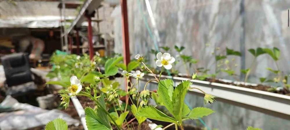 ERZURUM'UN UZUNDERE İLÇESİNDE YAŞAYAN YILDIRAY KARDAŞ, KENDİ BAHÇESİNDE AİLESİ İLE BİRLİKTE 300 BİN SEBZE FİDESİ ÜRETİYOR. KARDAŞ, ÜRETTİĞİ FİDELERİ TÜRKİYE'NİN HER YERİNE KARGO İLE GÖNDERİYOR