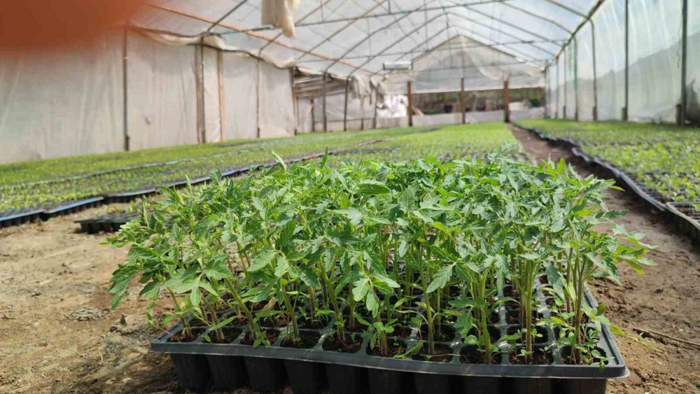 ERZURUM'UN UZUNDERE İLÇESİNDE YAŞAYAN YILDIRAY KARDAŞ, KENDİ BAHÇESİNDE AİLESİ İLE BİRLİKTE 300 BİN SEBZE FİDESİ ÜRETİYOR. KARDAŞ, ÜRETTİĞİ FİDELERİ TÜRKİYE'NİN HER YERİNE KARGO İLE GÖNDERİYOR