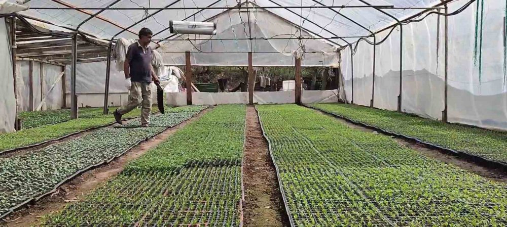 ERZURUM'UN UZUNDERE İLÇESİNDE YAŞAYAN YILDIRAY KARDAŞ, KENDİ BAHÇESİNDE AİLESİ İLE BİRLİKTE 300 BİN SEBZE FİDESİ ÜRETİYOR. KARDAŞ, ÜRETTİĞİ FİDELERİ TÜRKİYE'NİN HER YERİNE KARGO İLE GÖNDERİYOR