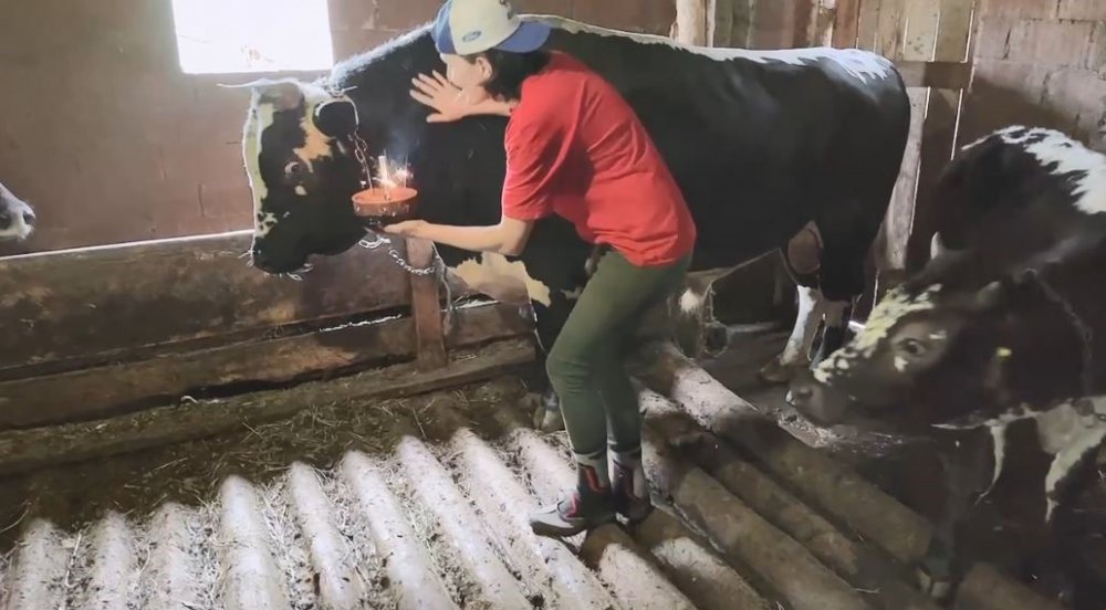 ARTVİN'DE "ATEŞ" İSİMLİ BOĞASIYLA ÇEKTİĞİ VİDEOLARLA MİLYONLARCA SOSYAL MEDYA KULLANICISININ BEĞENİSİNİ KAZANAN ÖZLEM ÖZTÜRK, BOĞASININ 7. YAŞINI AHIRDA SÜRPRİZ DOĞUM GÜNÜ PASTASIYLA KUTLADI