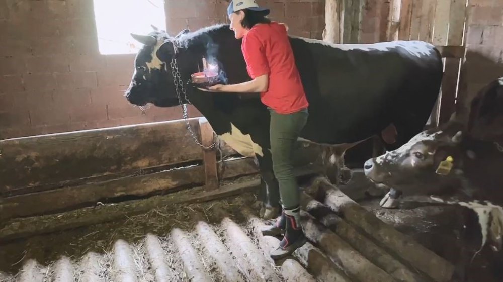 ARTVİN'DE "ATEŞ" İSİMLİ BOĞASIYLA ÇEKTİĞİ VİDEOLARLA MİLYONLARCA SOSYAL MEDYA KULLANICISININ BEĞENİSİNİ KAZANAN ÖZLEM ÖZTÜRK, BOĞASININ 7. YAŞINI AHIRDA SÜRPRİZ DOĞUM GÜNÜ PASTASIYLA KUTLADI