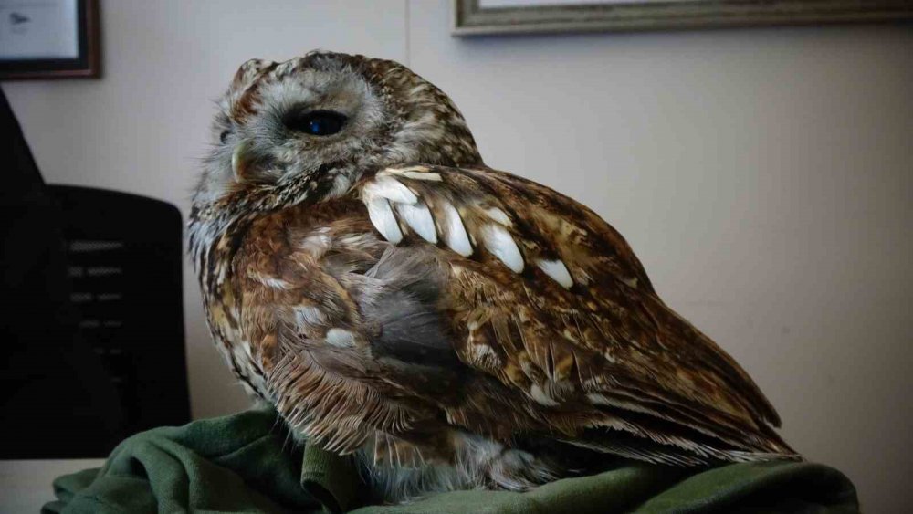 TRABZON'UN ORTAHİSAR İLÇESİNE BAĞLI YALINCAK MAHALLESİNDE BİR APARTMANIN CAMINA ÇARPARAK YARALANAN BAYKUŞ, YAKLAŞIK 10 GÜN SÜREN TEDAVİNİN ARDINDAN DOĞAYA SALINDI