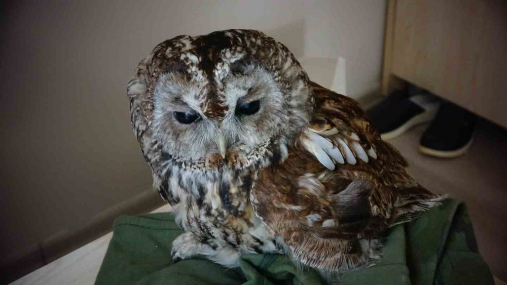 TRABZON'UN ORTAHİSAR İLÇESİNE BAĞLI YALINCAK MAHALLESİNDE BİR APARTMANIN CAMINA ÇARPARAK YARALANAN BAYKUŞ, YAKLAŞIK 10 GÜN SÜREN TEDAVİNİN ARDINDAN DOĞAYA SALINDI