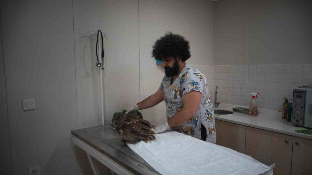 TRABZON'UN ORTAHİSAR İLÇESİNE BAĞLI YALINCAK MAHALLESİNDE BİR APARTMANIN CAMINA ÇARPARAK YARALANAN BAYKUŞ, YAKLAŞIK 10 GÜN SÜREN TEDAVİNİN ARDINDAN DOĞAYA SALINDI