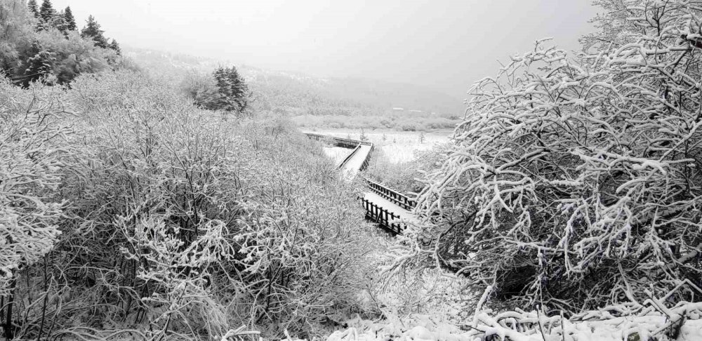 BOLU'NUN GÖZDE TURİZM MERKEZİ ABANT GÖLÜ MİLLİ PARKI, NİSAN AYINDA YAĞAN KARLA BİRLİKTE BEYAZ ÖRTÜYLE KAPLANDI