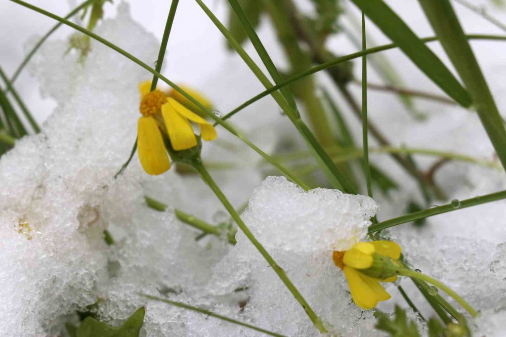 GÜMÜŞHANE'DE GECE YARISINDAN SONRA BAŞLAYAN KUVVETLİ YAĞMUR SABAHA KARŞI YERİNİ KAR YAĞIŞINA BIRAKTI VE KENT MERKEZİNİ 29 NİSAN TARİHİNDE BEYAZA BÜRÜDÜ