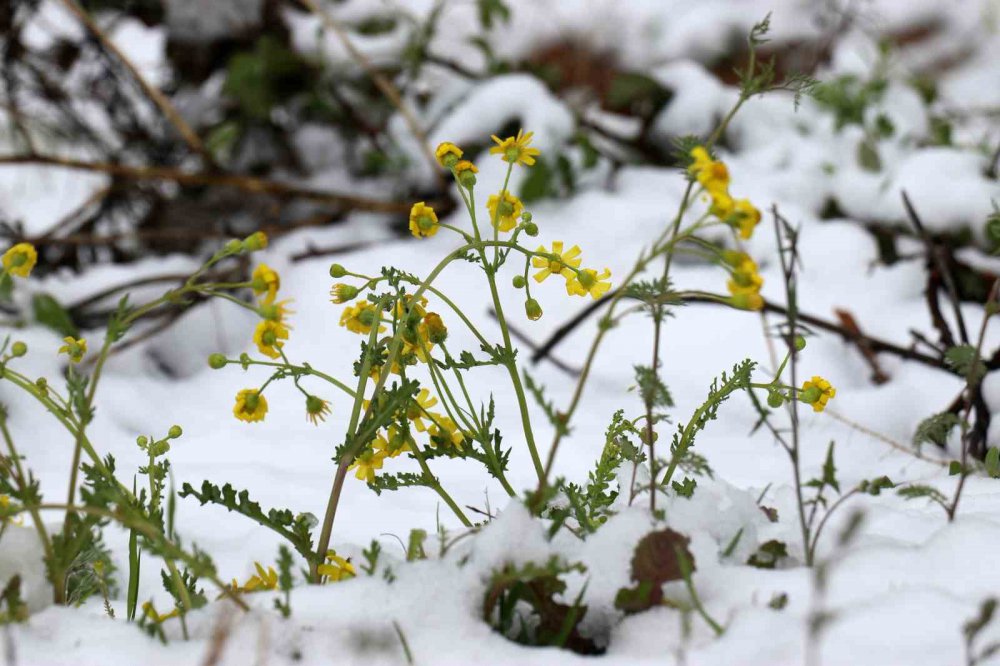 GÜMÜŞHANE'DE GECE YARISINDAN SONRA BAŞLAYAN KUVVETLİ YAĞMUR SABAHA KARŞI YERİNİ KAR YAĞIŞINA BIRAKTI VE KENT MERKEZİNİ 29 NİSAN TARİHİNDE BEYAZA BÜRÜDÜ