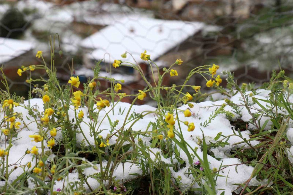 GÜMÜŞHANE'DE GECE YARISINDAN SONRA BAŞLAYAN KUVVETLİ YAĞMUR SABAHA KARŞI YERİNİ KAR YAĞIŞINA BIRAKTI VE KENT MERKEZİNİ 29 NİSAN TARİHİNDE BEYAZA BÜRÜDÜ