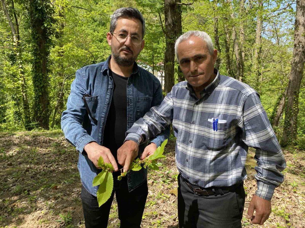 BARTIN'DA KATİL ARI OLARAK BİLİNEN KESTANE ZARARLISI GAL ARISINA KARŞI LABORATUVAR ORTAMINDA ÜRETİMLERİ YAPILAN TORYMUS SİNENSİS İSİMLİ TERMİNATÖR BÖCEKLER DOĞAYA SALINDI