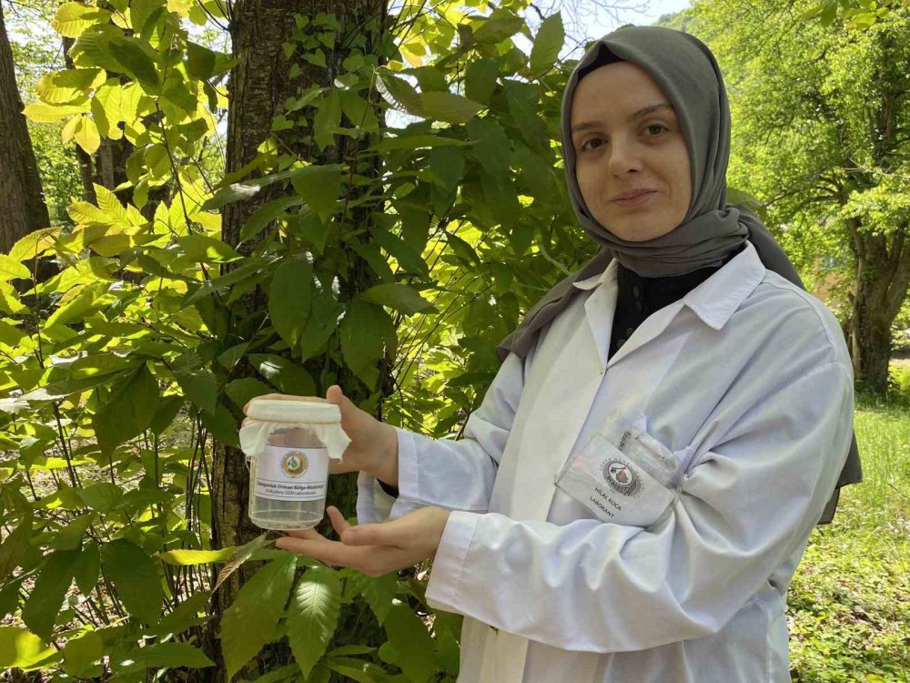 BARTIN'DA KATİL ARI OLARAK BİLİNEN KESTANE ZARARLISI GAL ARISINA KARŞI LABORATUVAR ORTAMINDA ÜRETİMLERİ YAPILAN TORYMUS SİNENSİS İSİMLİ TERMİNATÖR BÖCEKLER DOĞAYA SALINDI