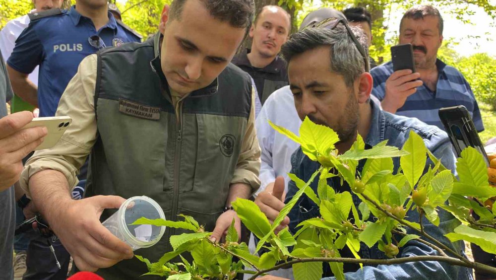 BARTIN'DA KATİL ARI OLARAK BİLİNEN KESTANE ZARARLISI GAL ARISINA KARŞI LABORATUVAR ORTAMINDA ÜRETİMLERİ YAPILAN TORYMUS SİNENSİS İSİMLİ TERMİNATÖR BÖCEKLER DOĞAYA SALINDI