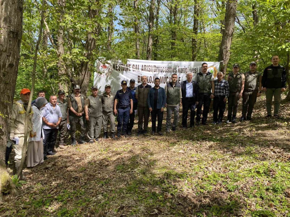 BARTIN'DA KATİL ARI OLARAK BİLİNEN KESTANE ZARARLISI GAL ARISINA KARŞI LABORATUVAR ORTAMINDA ÜRETİMLERİ YAPILAN TORYMUS SİNENSİS İSİMLİ TERMİNATÖR BÖCEKLER DOĞAYA SALINDI