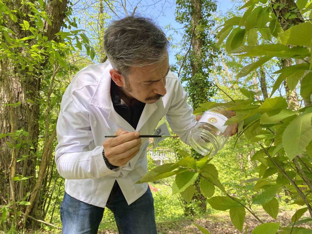 BARTIN'DA KATİL ARI OLARAK BİLİNEN KESTANE ZARARLISI GAL ARISINA KARŞI LABORATUVAR ORTAMINDA ÜRETİMLERİ YAPILAN TORYMUS SİNENSİS İSİMLİ TERMİNATÖR BÖCEKLER DOĞAYA SALINDI