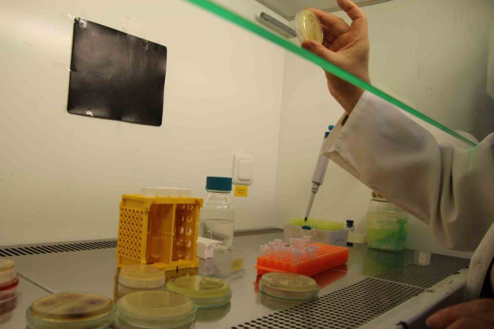 RTEÜ’DEN BÜYÜK BAŞARI. TÜRKİYE'DE BOĞAZ ENFEKSİYONLARINDA ANTİBİYOTİĞİN KULLANILAMADIĞI DURUMLARDA ALTERNATİF ÇÖZÜM OLAN FAJ TERAPİSİ UYGULANACAK. RTEÜ ANTİBİYOTİKLERE ALTERNATİF BİR TEDAVİ ŞEKLİNİ GELİŞTİRDİ