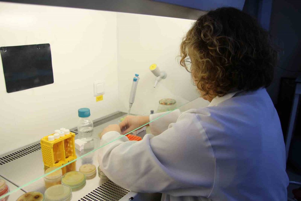 RTEÜ’DEN BÜYÜK BAŞARI. TÜRKİYE'DE BOĞAZ ENFEKSİYONLARINDA ANTİBİYOTİĞİN KULLANILAMADIĞI DURUMLARDA ALTERNATİF ÇÖZÜM OLAN FAJ TERAPİSİ UYGULANACAK. RTEÜ ANTİBİYOTİKLERE ALTERNATİF BİR TEDAVİ ŞEKLİNİ GELİŞTİRDİ