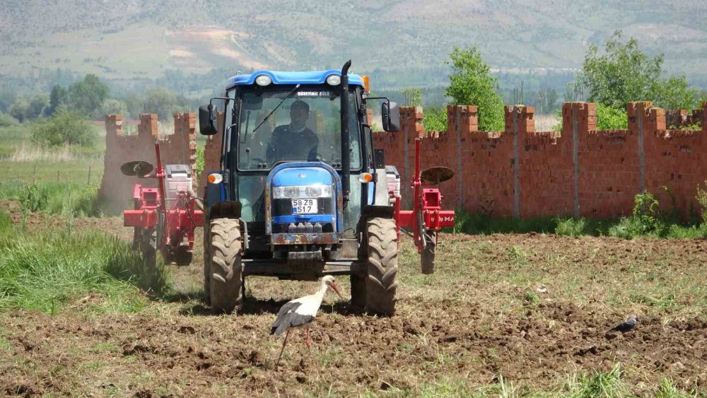 TOKAT'TA BULUNAN BEŞEVLER KÖYÜNDE 40 YILDIR MİSAFİR OLAN LEYLEKLER, İNSANLARA OLAN YAKINLIĞI DİKKAT ÇEKİYOR