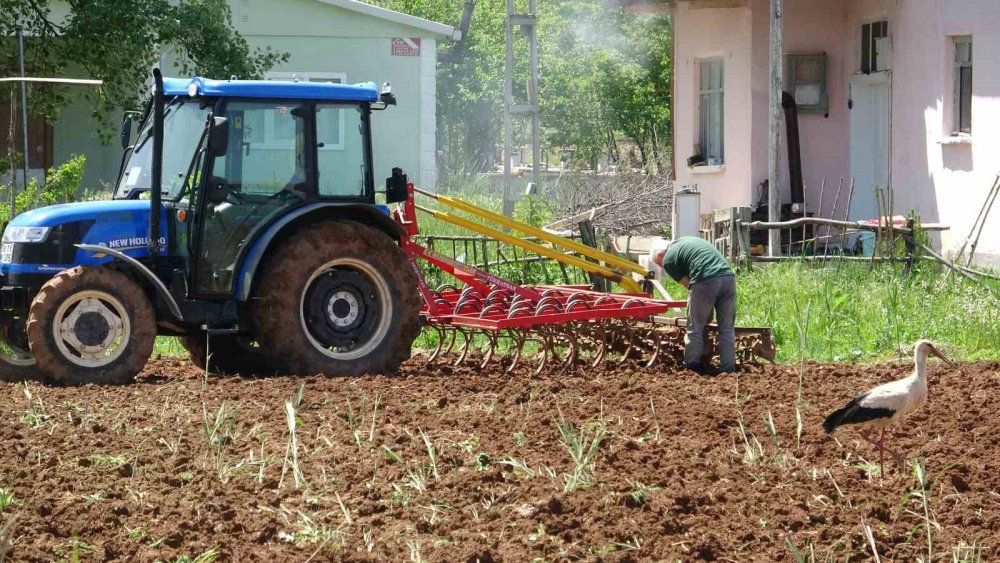 TOKAT'TA BULUNAN BEŞEVLER KÖYÜNDE 40 YILDIR MİSAFİR OLAN LEYLEKLER, İNSANLARA OLAN YAKINLIĞI DİKKAT ÇEKİYOR