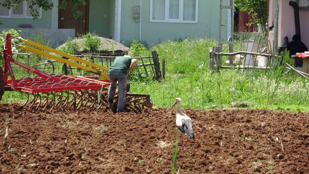 TOKAT'TA BULUNAN BEŞEVLER KÖYÜNDE 40 YILDIR MİSAFİR OLAN LEYLEKLER, İNSANLARA OLAN YAKINLIĞI DİKKAT ÇEKİYOR