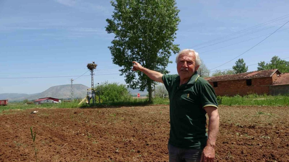 TOKAT'TA BULUNAN BEŞEVLER KÖYÜNDE 40 YILDIR MİSAFİR OLAN LEYLEKLER, İNSANLARA OLAN YAKINLIĞI DİKKAT ÇEKİYOR