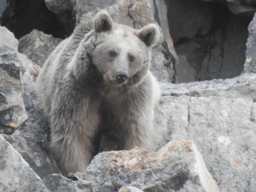 GÜMÜŞHANE'DE YAŞAYAN DOĞA FOTOĞRAFÇISI MUHAMMET TUTAR ZORLU YOLLARI AŞARAK VE TÜM TEHLİKELERİ GÖZE ALARAK ANNE AYI VE 2 YAVRUSUNU İNLERİNDE GÖRÜNTÜLEMEYİ BAŞARDI