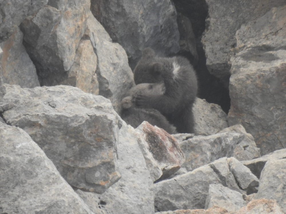 GÜMÜŞHANE'DE YAŞAYAN DOĞA FOTOĞRAFÇISI MUHAMMET TUTAR ZORLU YOLLARI AŞARAK VE TÜM TEHLİKELERİ GÖZE ALARAK ANNE AYI VE 2 YAVRUSUNU İNLERİNDE GÖRÜNTÜLEMEYİ BAŞARDI
