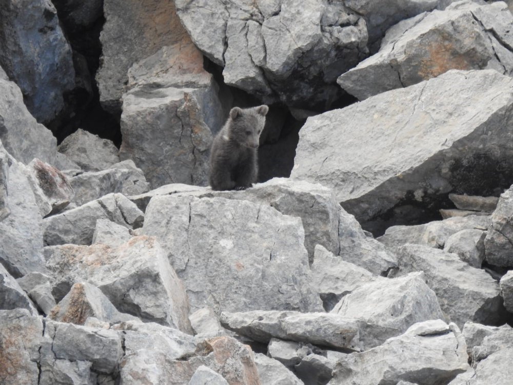 GÜMÜŞHANE'DE YAŞAYAN DOĞA FOTOĞRAFÇISI MUHAMMET TUTAR ZORLU YOLLARI AŞARAK VE TÜM TEHLİKELERİ GÖZE ALARAK ANNE AYI VE 2 YAVRUSUNU İNLERİNDE GÖRÜNTÜLEMEYİ BAŞARDI