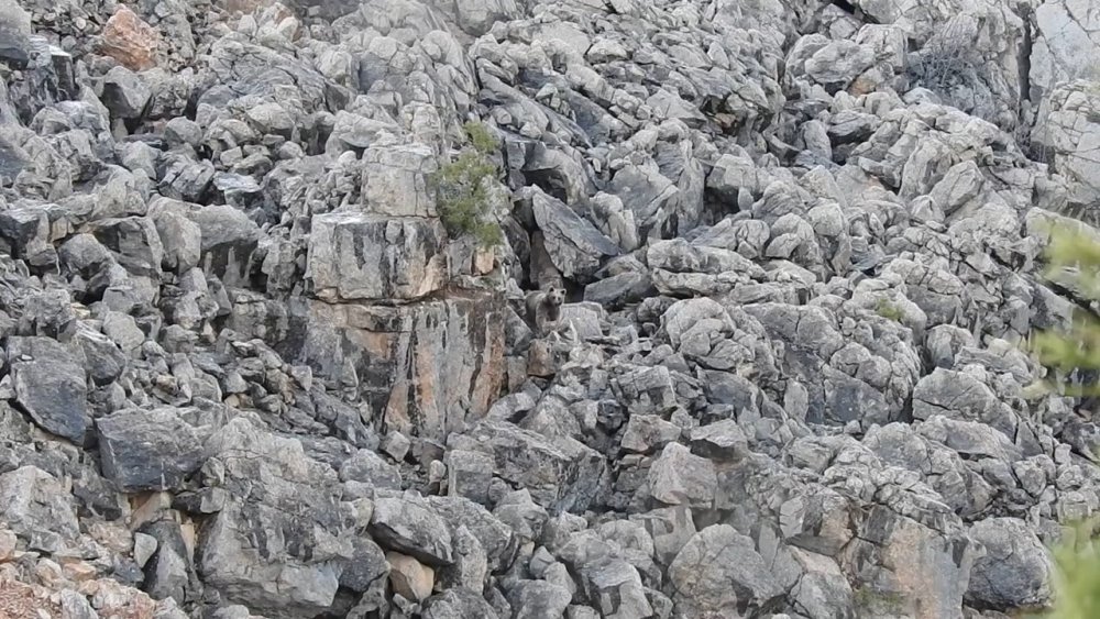 GÜMÜŞHANE'DE YAŞAYAN DOĞA FOTOĞRAFÇISI MUHAMMET TUTAR ZORLU YOLLARI AŞARAK VE TÜM TEHLİKELERİ GÖZE ALARAK ANNE AYI VE 2 YAVRUSUNU İNLERİNDE GÖRÜNTÜLEMEYİ BAŞARDI