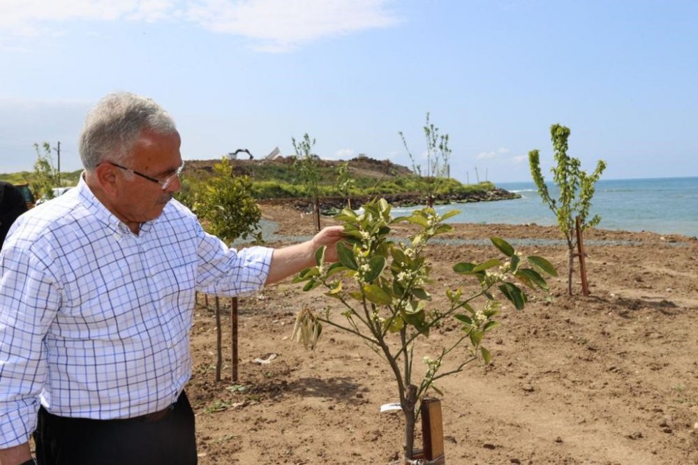 ORDU'NUN ÜNYE İLÇESİNDE YAKLAŞIK 40 YIL BOYUNCA VAHŞİ ÇÖP DEPOLAMA ALANI OLARAK KULLANILAN 2020 YILINDA ÜSTÜ KAPATILAN DENİZ KENARINDAKİ 60 DÖNÜMLÜK ALAN MEYVE BAHÇESİ OLUYOR