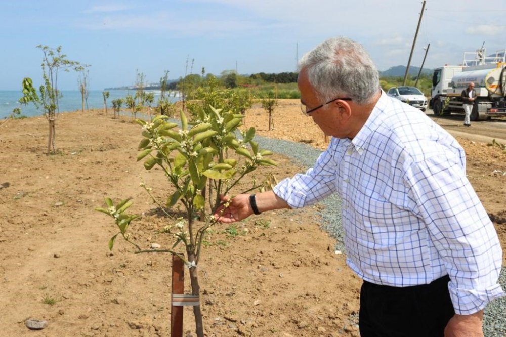 ORDU'NUN ÜNYE İLÇESİNDE YAKLAŞIK 40 YIL BOYUNCA VAHŞİ ÇÖP DEPOLAMA ALANI OLARAK KULLANILAN 2020 YILINDA ÜSTÜ KAPATILAN DENİZ KENARINDAKİ 60 DÖNÜMLÜK ALAN MEYVE BAHÇESİ OLUYOR