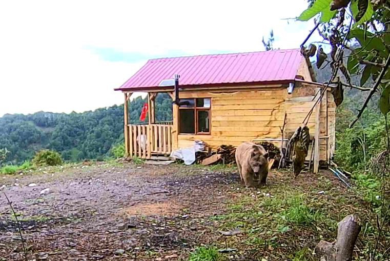 ARTVİN'DE BAĞ EVİNİN KAPISININ ZORLANMASI İLE HIRSIZLARDAN ŞÜPHELENEN VATANDAŞ FOTOKAPAN KURDU, GÖRÜNTÜLERİ İZLEYİNCE BOZ BİR AYIYI GÖRÜNCE ŞOK OLDU