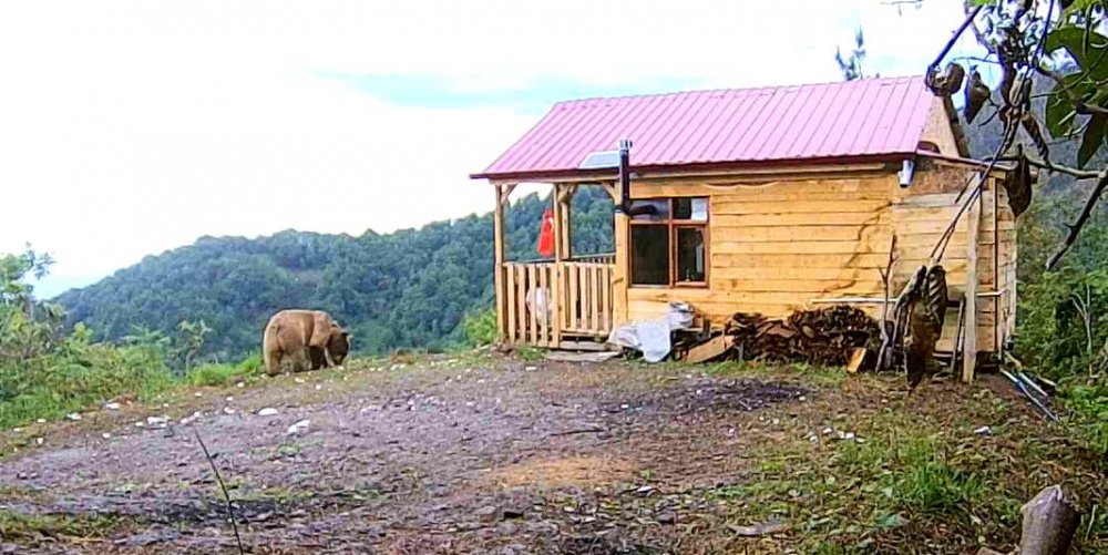 ARTVİN'DE BAĞ EVİNİN KAPISININ ZORLANMASI İLE HIRSIZLARDAN ŞÜPHELENEN VATANDAŞ FOTOKAPAN KURDU, GÖRÜNTÜLERİ İZLEYİNCE BOZ BİR AYIYI GÖRÜNCE ŞOK OLDU