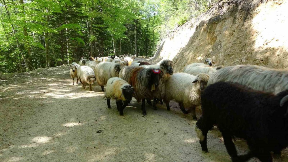 DOĞU KARADENİZ BÖLGESİNDE HAVALARIN ISINMAYA BAŞLADIĞI BU GÜNLERDE YAYLALARA GÖÇ YAVAŞ YAVAŞ BAŞLADI