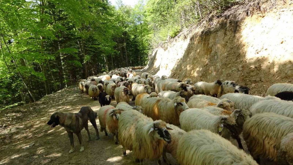 DOĞU KARADENİZ BÖLGESİNDE HAVALARIN ISINMAYA BAŞLADIĞI BU GÜNLERDE YAYLALARA GÖÇ YAVAŞ YAVAŞ BAŞLADI