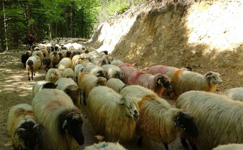 DOĞU KARADENİZ BÖLGESİNDE HAVALARIN ISINMAYA BAŞLADIĞI BU GÜNLERDE YAYLALARA GÖÇ YAVAŞ YAVAŞ BAŞLADI