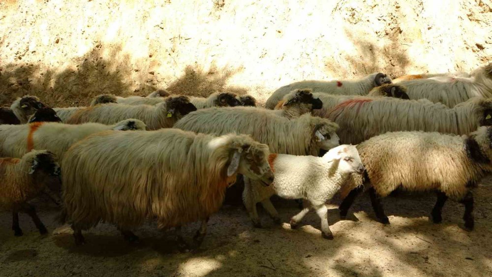 DOĞU KARADENİZ BÖLGESİNDE HAVALARIN ISINMAYA BAŞLADIĞI BU GÜNLERDE YAYLALARA GÖÇ YAVAŞ YAVAŞ BAŞLADI