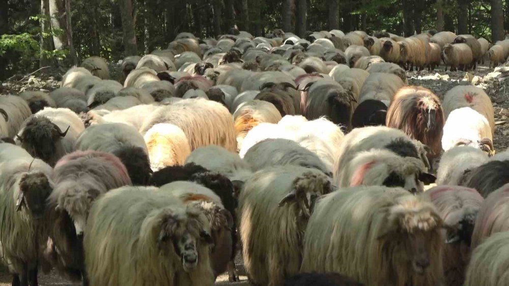 DOĞU KARADENİZ BÖLGESİNDE HAVALARIN ISINMAYA BAŞLADIĞI BU GÜNLERDE YAYLALARA GÖÇ YAVAŞ YAVAŞ BAŞLADI