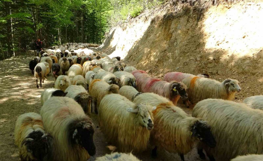 DOĞU KARADENİZ BÖLGESİNDE HAVALARIN ISINMAYA BAŞLADIĞI BU GÜNLERDE YAYLALARA GÖÇ YAVAŞ YAVAŞ BAŞLADI