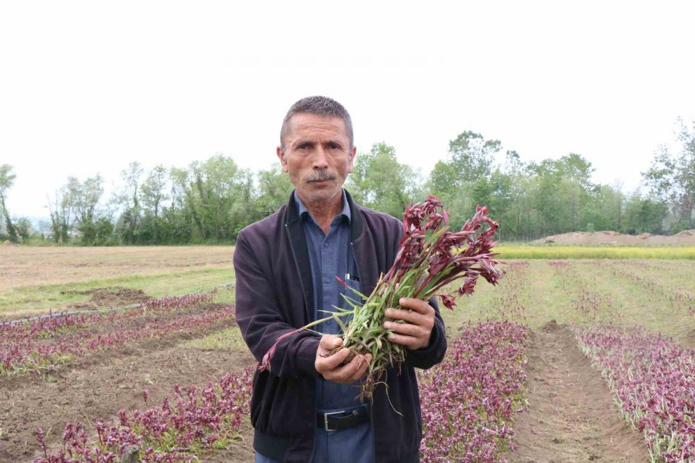 TOPRAKTAN ÇIKAN ALTIN: KİLOSU 2 BİN TL. METREKAREYE DÜŞEN GELİR BAZINDA OLDUKÇA KARLI OLAN VE ÜRETİCİNİN YÜZÜNÜ GÜLDÜREN SALEBİN HASADINA BAŞLANDI