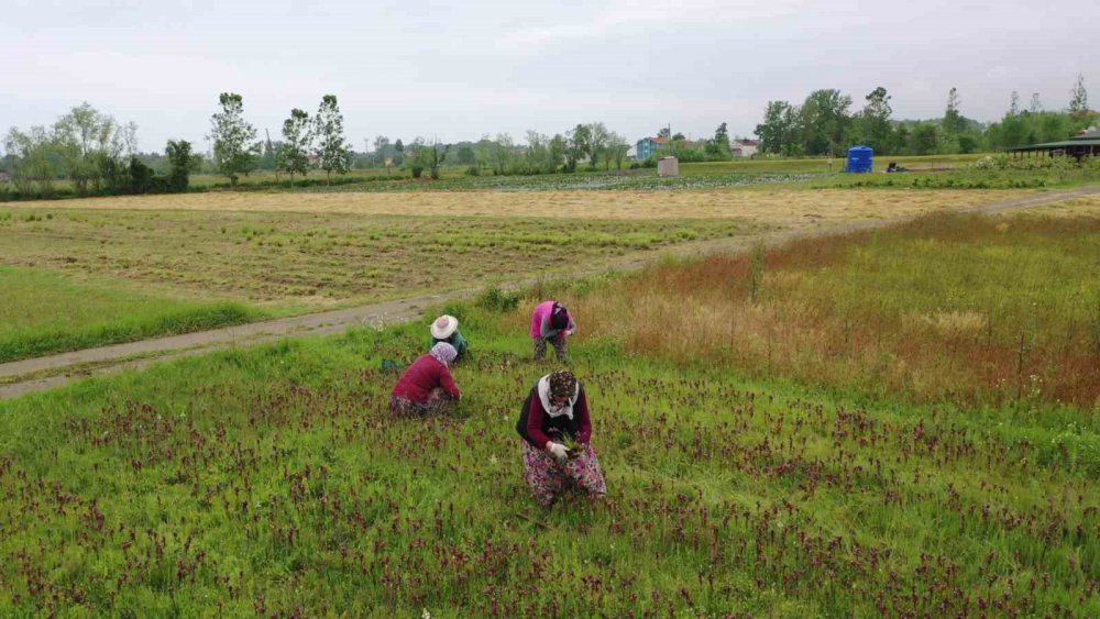 TOPRAKTAN ÇIKAN ALTIN: KİLOSU 2 BİN TL. METREKAREYE DÜŞEN GELİR BAZINDA OLDUKÇA KARLI OLAN VE ÜRETİCİNİN YÜZÜNÜ GÜLDÜREN SALEBİN HASADINA BAŞLANDI