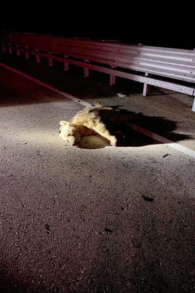 GÜMÜŞHANE-BAYBURT KARAYOLUNDA GECE MEYDANA GELEN TRAFİK KAZASINDA OTOMOBİLİN ÇARPTIĞI AYI OLAY YERİNDE TELEF OLDU