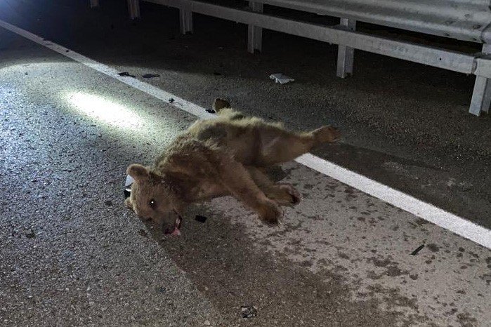 GÜMÜŞHANE-BAYBURT KARAYOLUNDA GECE MEYDANA GELEN TRAFİK KAZASINDA OTOMOBİLİN ÇARPTIĞI AYI OLAY YERİNDE TELEF OLDU