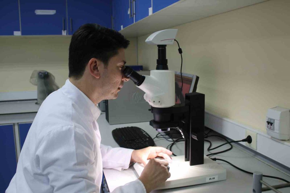 NESLİ TEHLİKE ALTINDA BULUNAN KAFKAS SEMENDERİ İÇİN SEVİNDİRİCİ HABER. KAFKAS SEMENDERİNİN ÖLÜMÜNE NEDEN OLAN KİTRİD MANTARI'NA BUGÜNE KADAR DOĞU KARADENİZ BÖLGESİNDE RASATLANILMADIĞI BİLDİRİLDİ