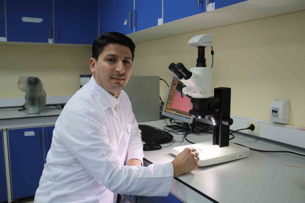 NESLİ TEHLİKE ALTINDA BULUNAN KAFKAS SEMENDERİ İÇİN SEVİNDİRİCİ HABER. KAFKAS SEMENDERİNİN ÖLÜMÜNE NEDEN OLAN KİTRİD MANTARI'NA BUGÜNE KADAR DOĞU KARADENİZ BÖLGESİNDE RASATLANILMADIĞI BİLDİRİLDİ