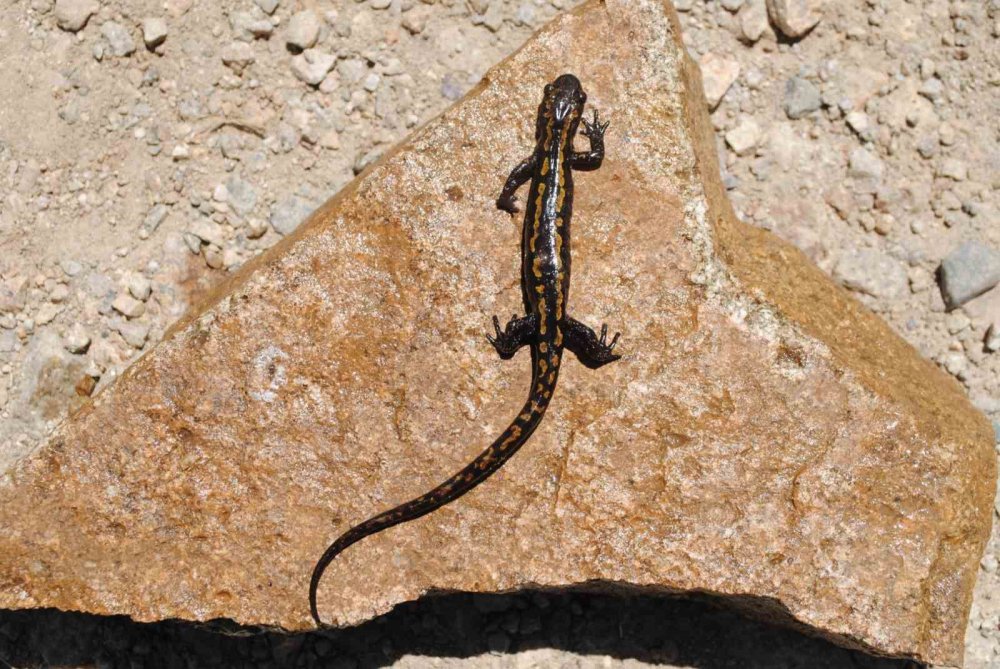 NESLİ TEHLİKE ALTINDA BULUNAN KAFKAS SEMENDERİ İÇİN SEVİNDİRİCİ HABER. KAFKAS SEMENDERİNİN ÖLÜMÜNE NEDEN OLAN KİTRİD MANTARI'NA BUGÜNE KADAR DOĞU KARADENİZ BÖLGESİNDE RASATLANILMADIĞI BİLDİRİLDİ