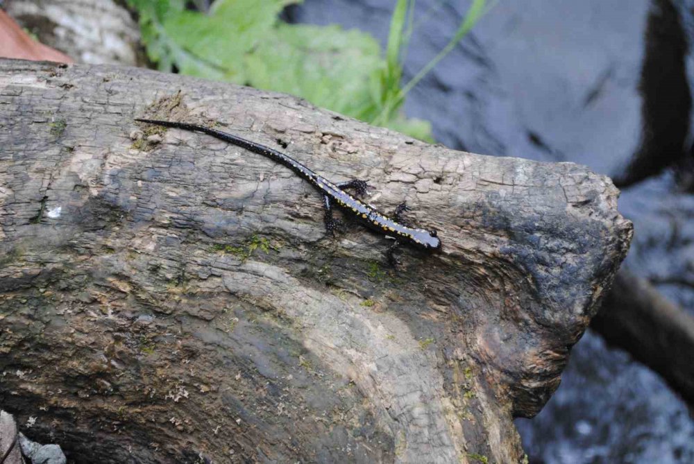 NESLİ TEHLİKE ALTINDA BULUNAN KAFKAS SEMENDERİ İÇİN SEVİNDİRİCİ HABER. KAFKAS SEMENDERİNİN ÖLÜMÜNE NEDEN OLAN KİTRİD MANTARI'NA BUGÜNE KADAR DOĞU KARADENİZ BÖLGESİNDE RASATLANILMADIĞI BİLDİRİLDİ