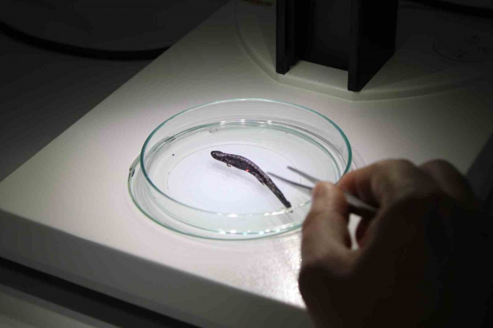 NESLİ TEHLİKE ALTINDA BULUNAN KAFKAS SEMENDERİ İÇİN SEVİNDİRİCİ HABER. KAFKAS SEMENDERİNİN ÖLÜMÜNE NEDEN OLAN KİTRİD MANTARI'NA BUGÜNE KADAR DOĞU KARADENİZ BÖLGESİNDE RASATLANILMADIĞI BİLDİRİLDİ