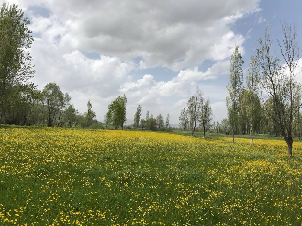 BAYBURT'UN SÖĞÜTLÜ KÖYÜNDE BAHARIN GELMESİYLE BİRLİKTE TARLALARDA AÇAN KANOLALAR GÖRSEL ŞÖLEN OLUŞTURDU