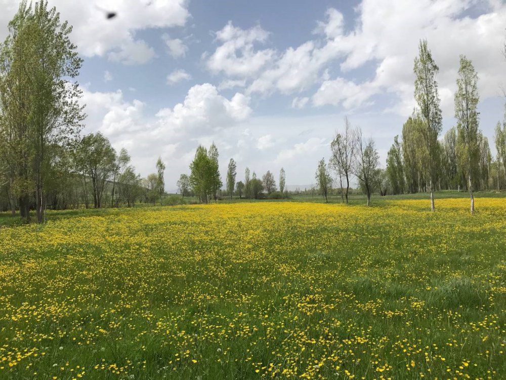 BAYBURT'UN SÖĞÜTLÜ KÖYÜNDE BAHARIN GELMESİYLE BİRLİKTE TARLALARDA AÇAN KANOLALAR GÖRSEL ŞÖLEN OLUŞTURDU